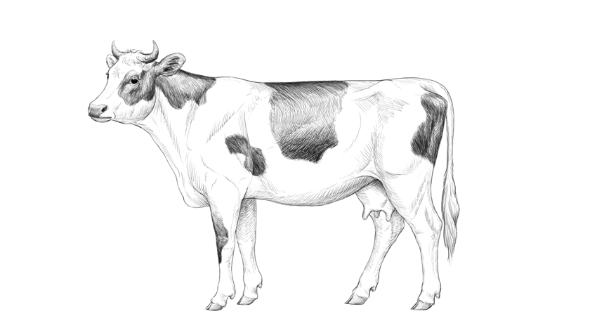 Cow Drawing High-Quality