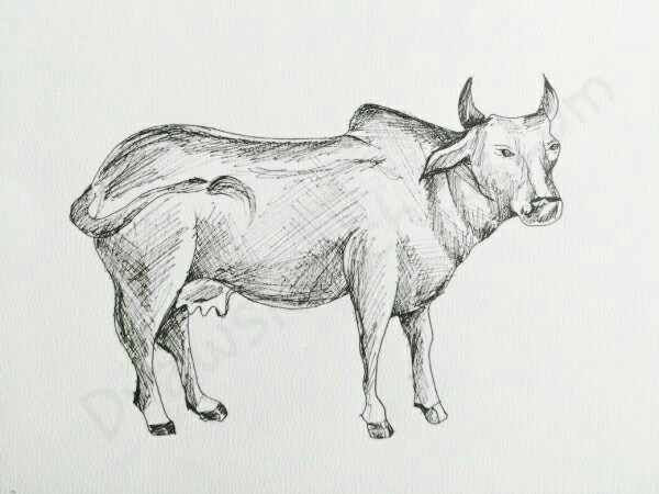 Cow Drawing Image