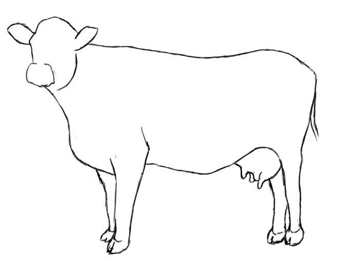 Cow Drawing Pics