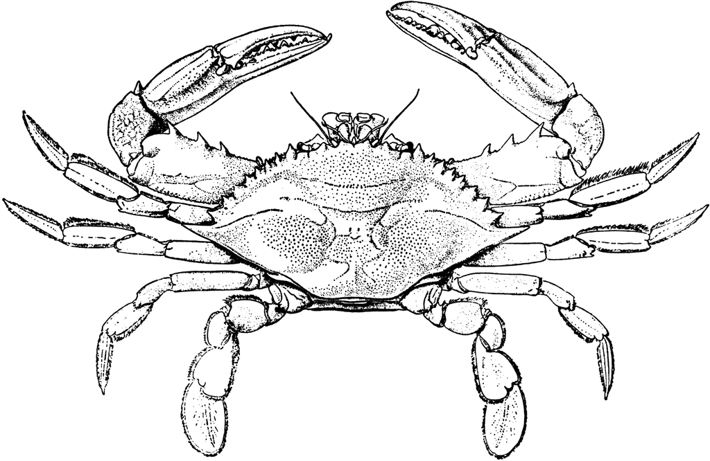 Crab Drawing Pic
