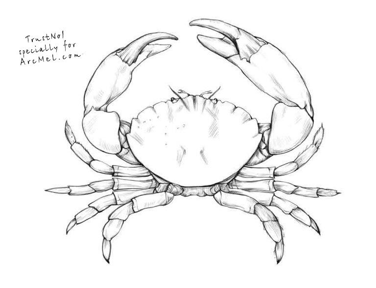 Crab Drawing Picture