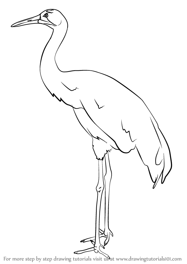Crane Bird Drawing Art