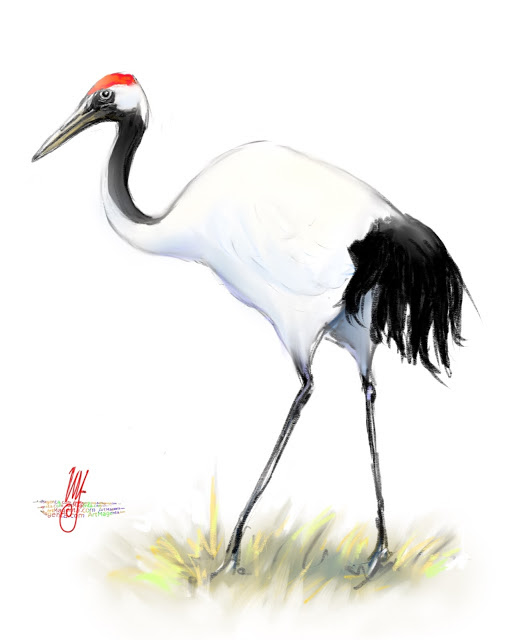 Crane Bird Drawing Photo