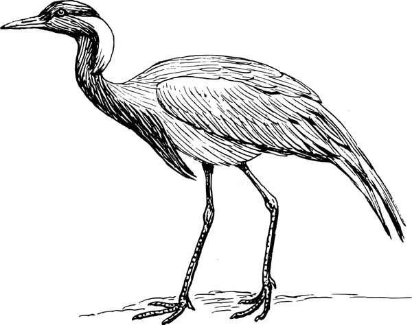 Crane Bird Drawing Pic