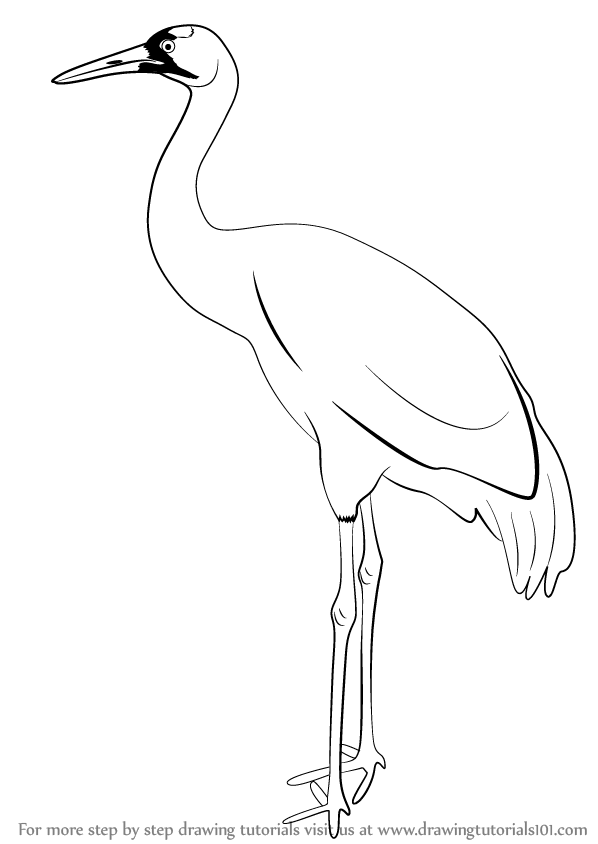 Crane Bird Drawing Pics