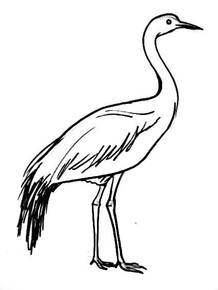 Crane Bird Drawing Sketch