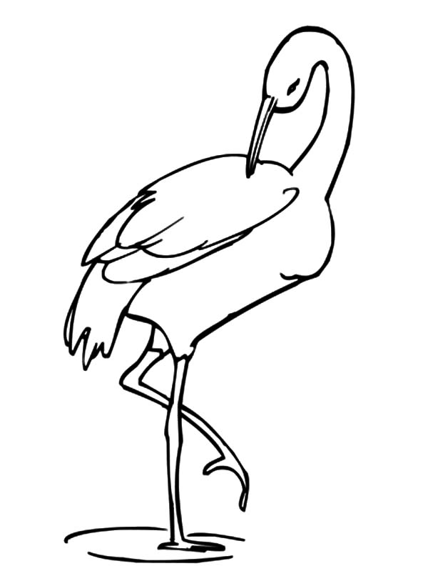 Crane Bird Drawing