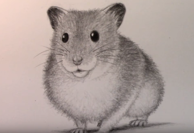 Cute Hamster Drawing Beautiful Image