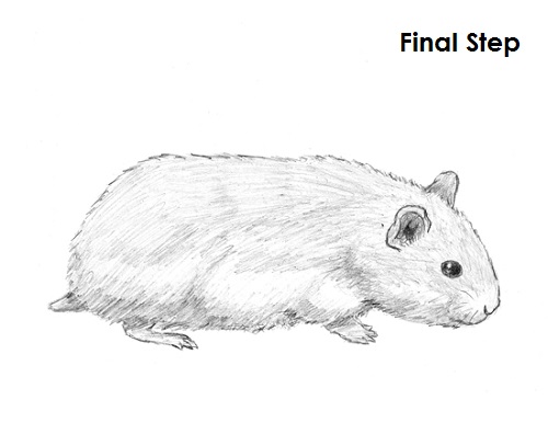 Cute Hamster Drawing Image