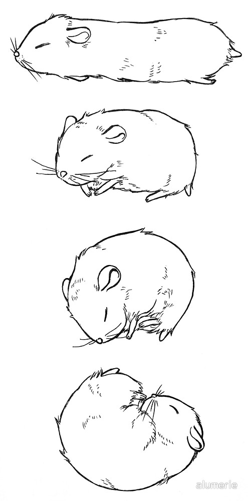Cute Hamster Drawing Photo