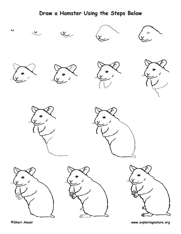 Cute Hamster Drawing Pic