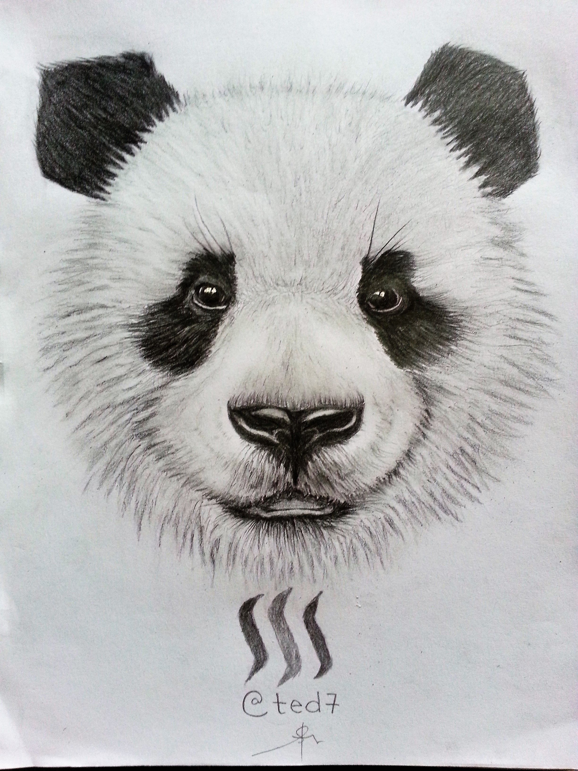 Panda Drawing, Pencil, Sketch, Colorful, Realistic Art Images | Drawing ...