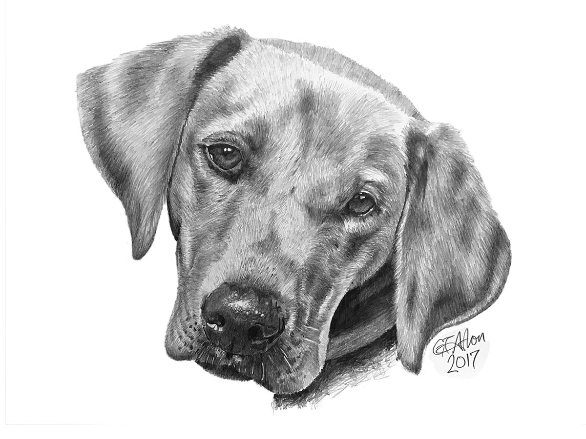 Dog Drawing High-Quality