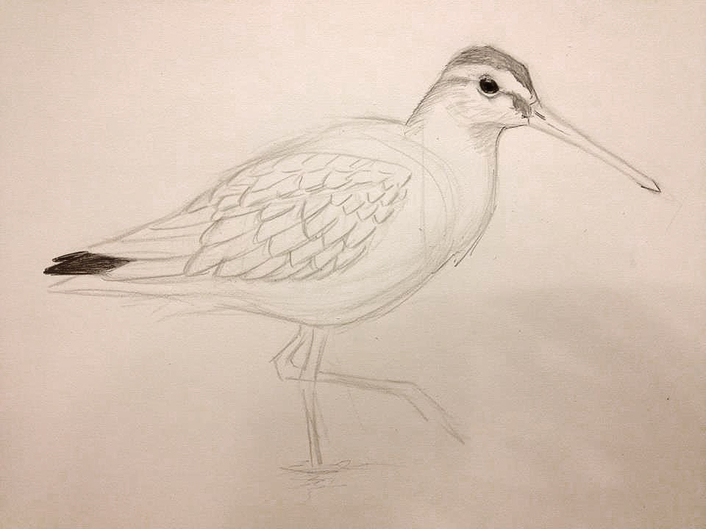Dowitcher Art Drawing