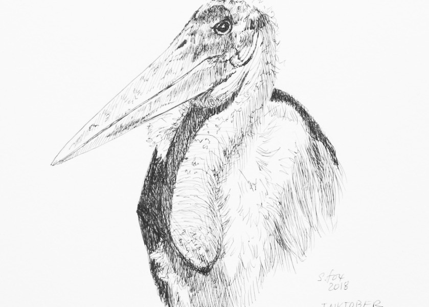 Dowitcher Drawing Amazing