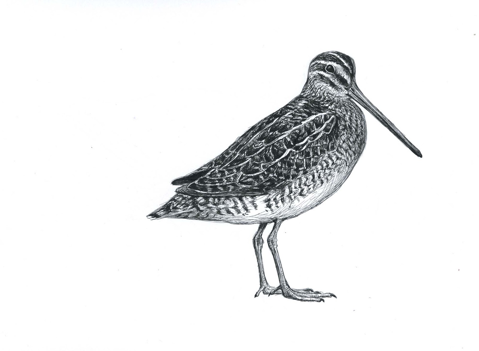 Dowitcher Drawing Art