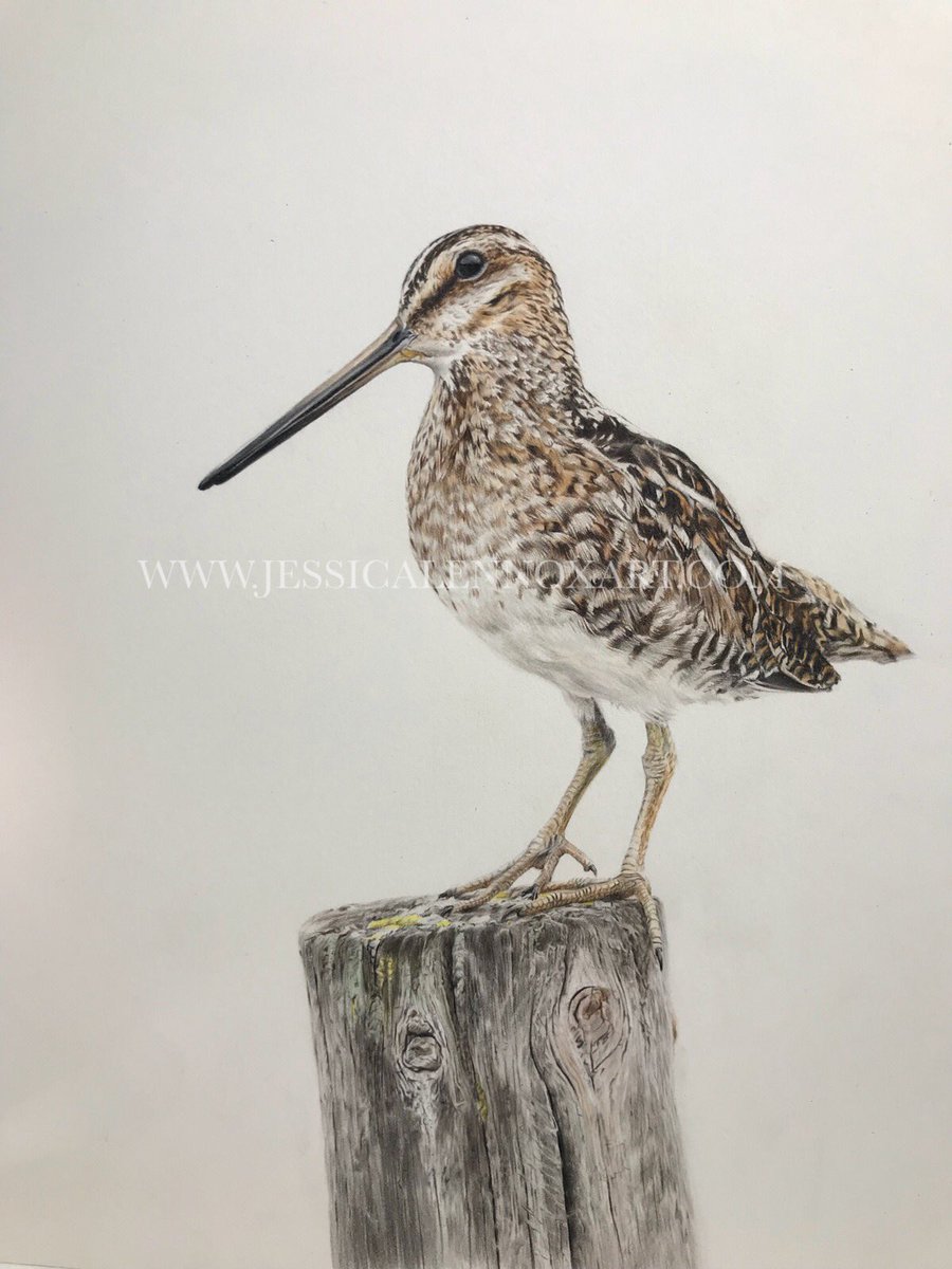 Dowitcher Drawing Beautiful Image
