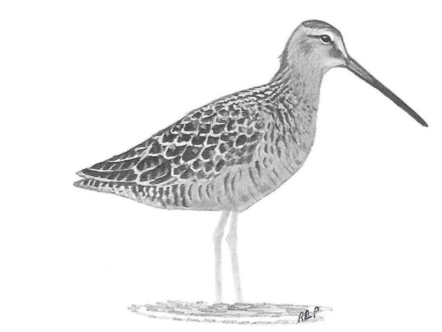 Dowitcher Drawing Best