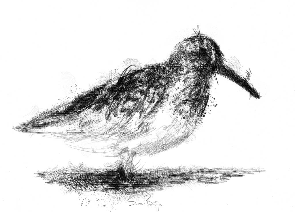Dowitcher Drawing Creative Art
