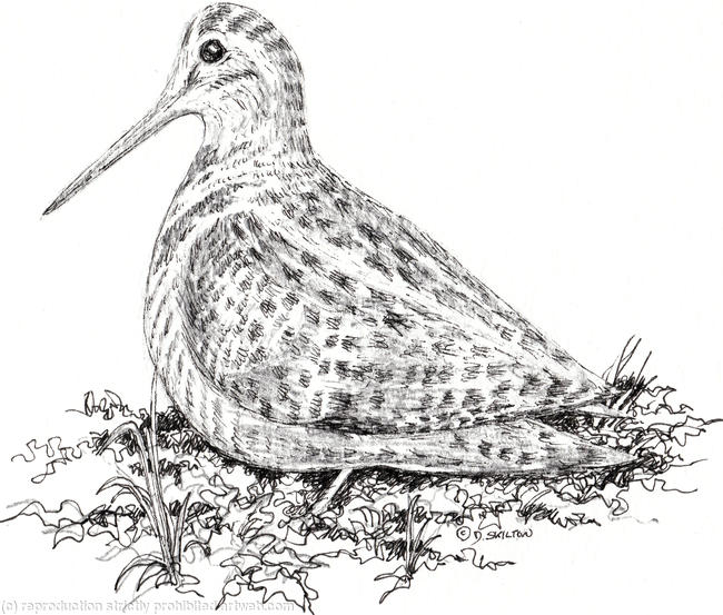 Dowitcher Drawing High-Quality