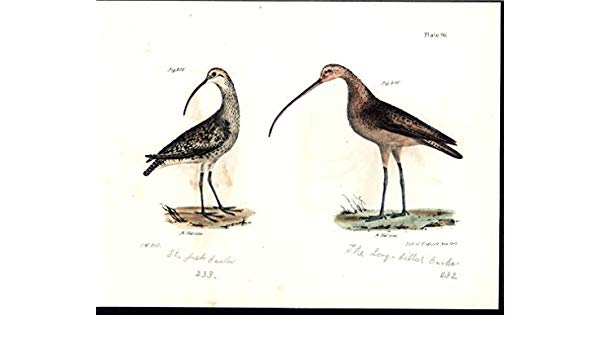 Dowitcher Drawing Image