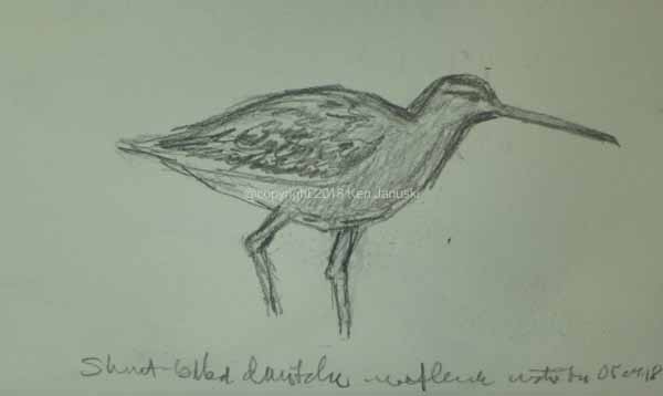 Dowitcher Drawing Images