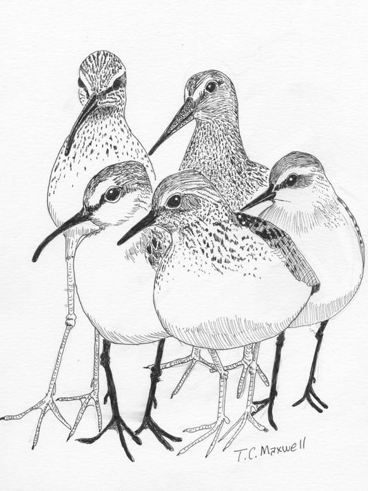 Dowitcher Drawing Photo