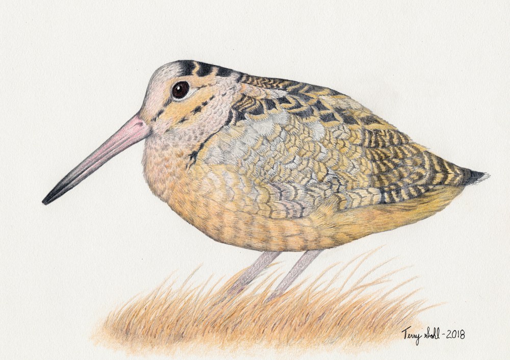 Dowitcher Drawing Pic