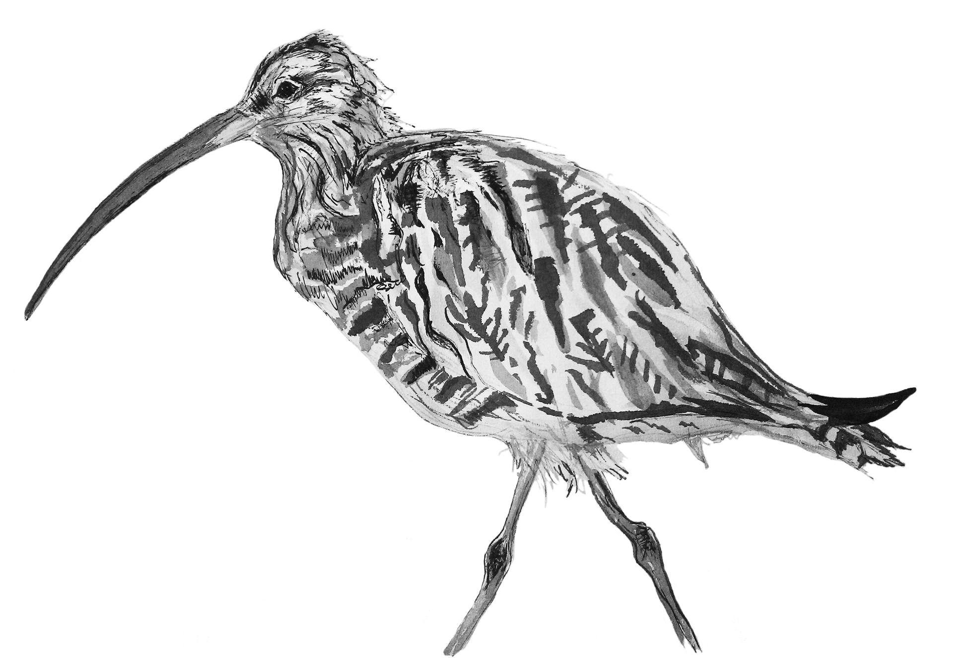 Dowitcher Drawing Pics