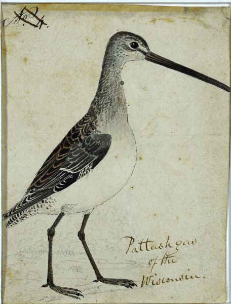 Dowitcher Drawing Picture