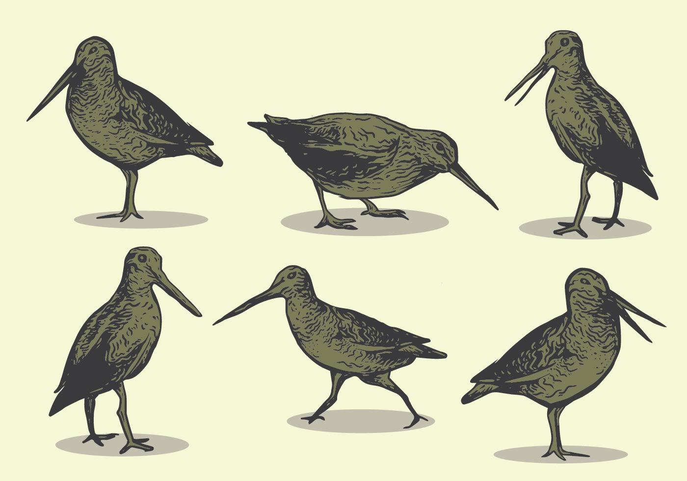 Dowitcher Drawing Pictures