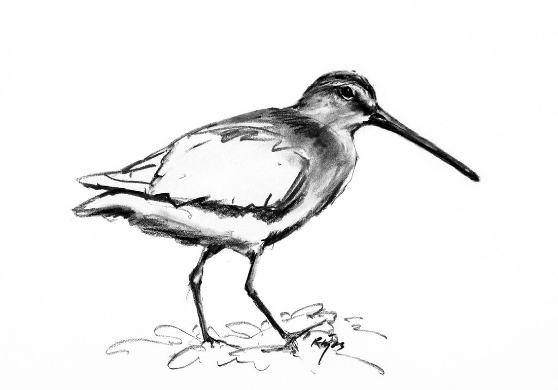 Dowitcher Drawing Realistic