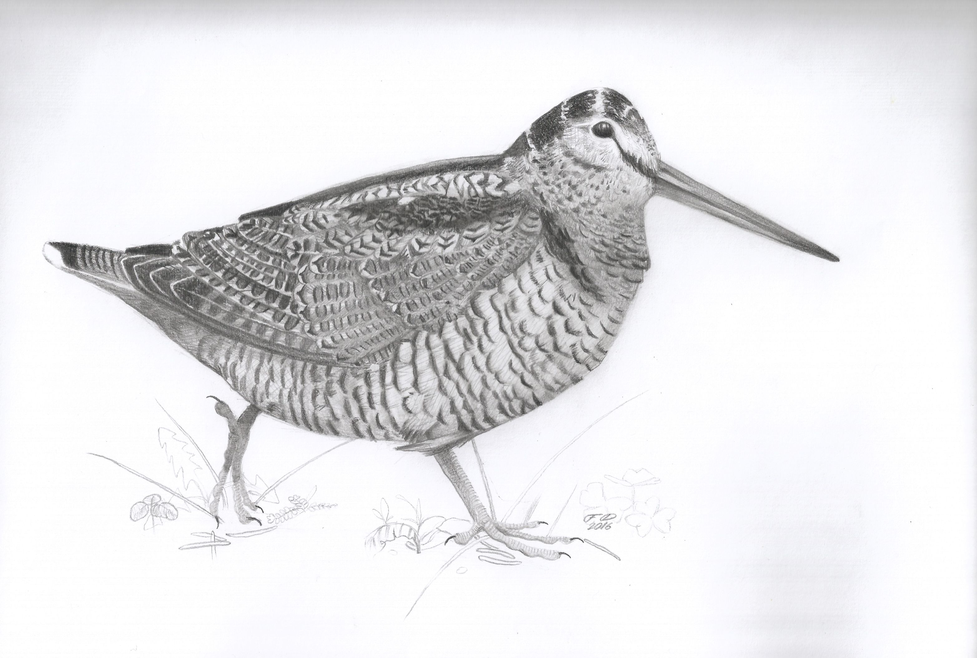Dowitcher Drawing Sketch