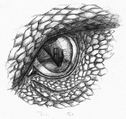 Dragon Eyes Drawing Photo