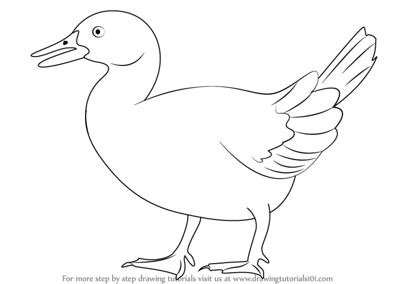 Duck Drawing Amazing