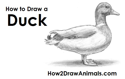 Duck Drawing Best