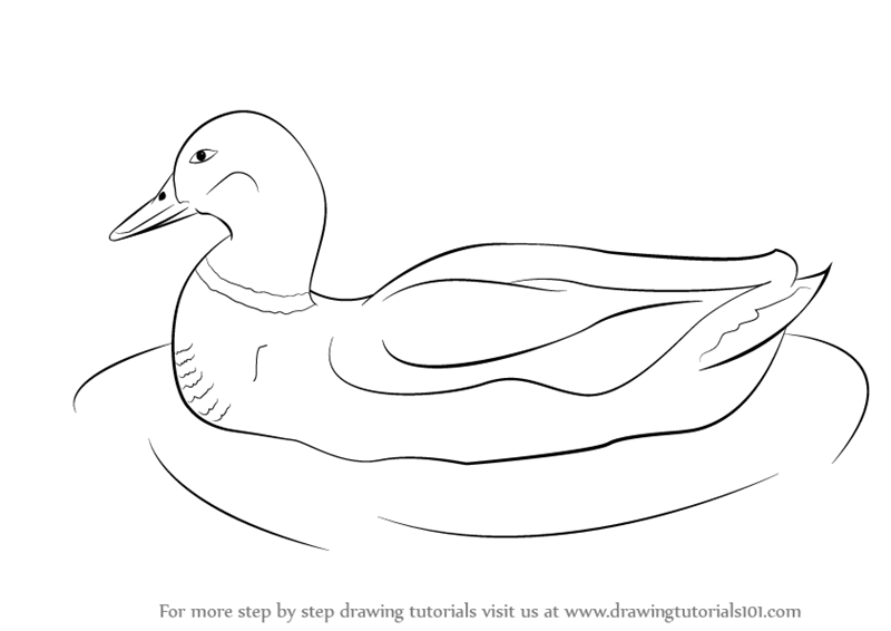 Duck Drawing High-Quality