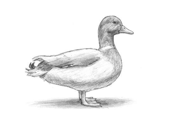 Duck Drawing Pic