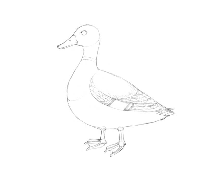Learn How to Draw a Wood Duck (Birds) Step by Step : Drawing Tutorials
