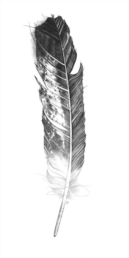 Eagle Feather Drawing Image