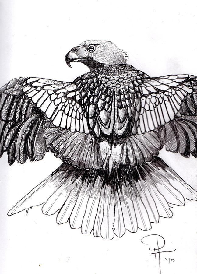 Eagle Feather Drawing Sketch