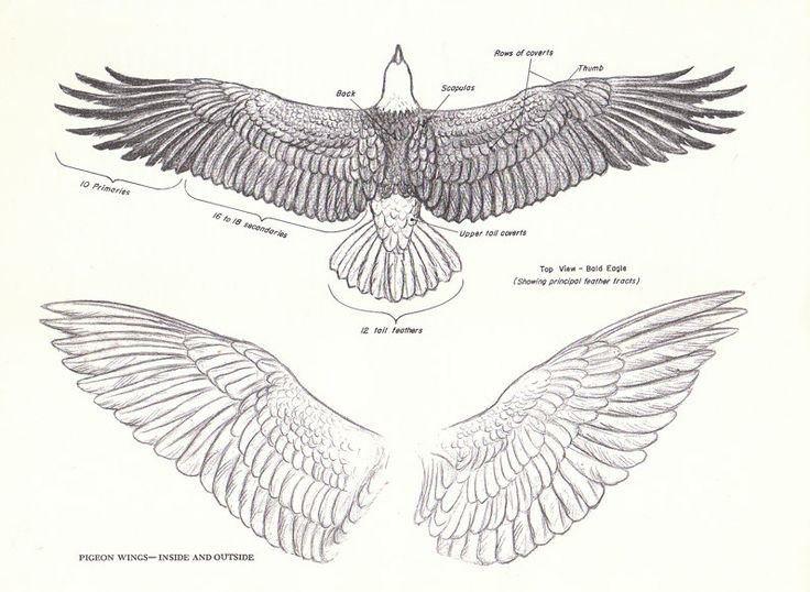 Eagle Wings Drawing Pics