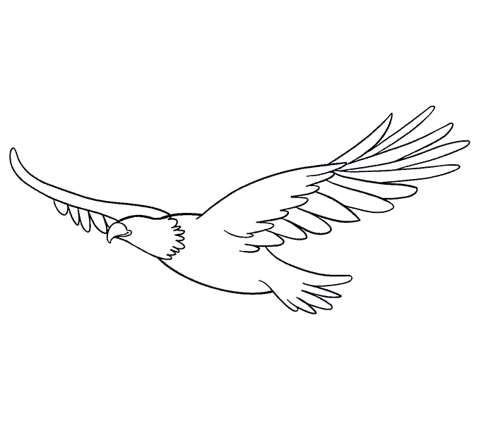 Eagle Wings Drawing Sketch