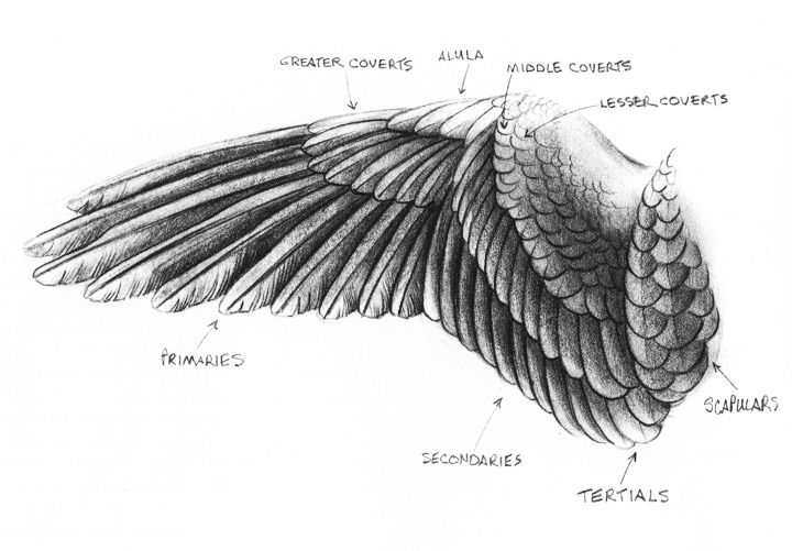 Eagle Wings Drawing