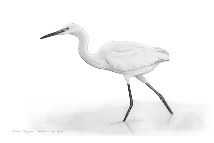 Little Egret drawing by Fraser Simpson