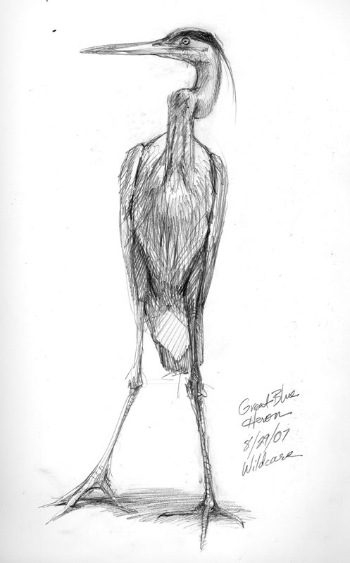 Egret Drawing