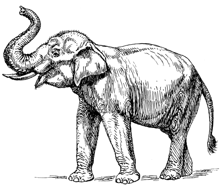 Elephant Drawing Amazing