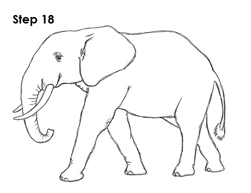 Elephant Drawing Art
