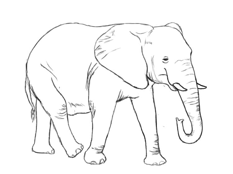 Elephant Drawing Beautiful Image