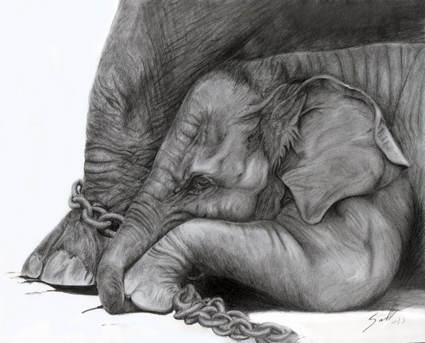 Elephant Drawing Best